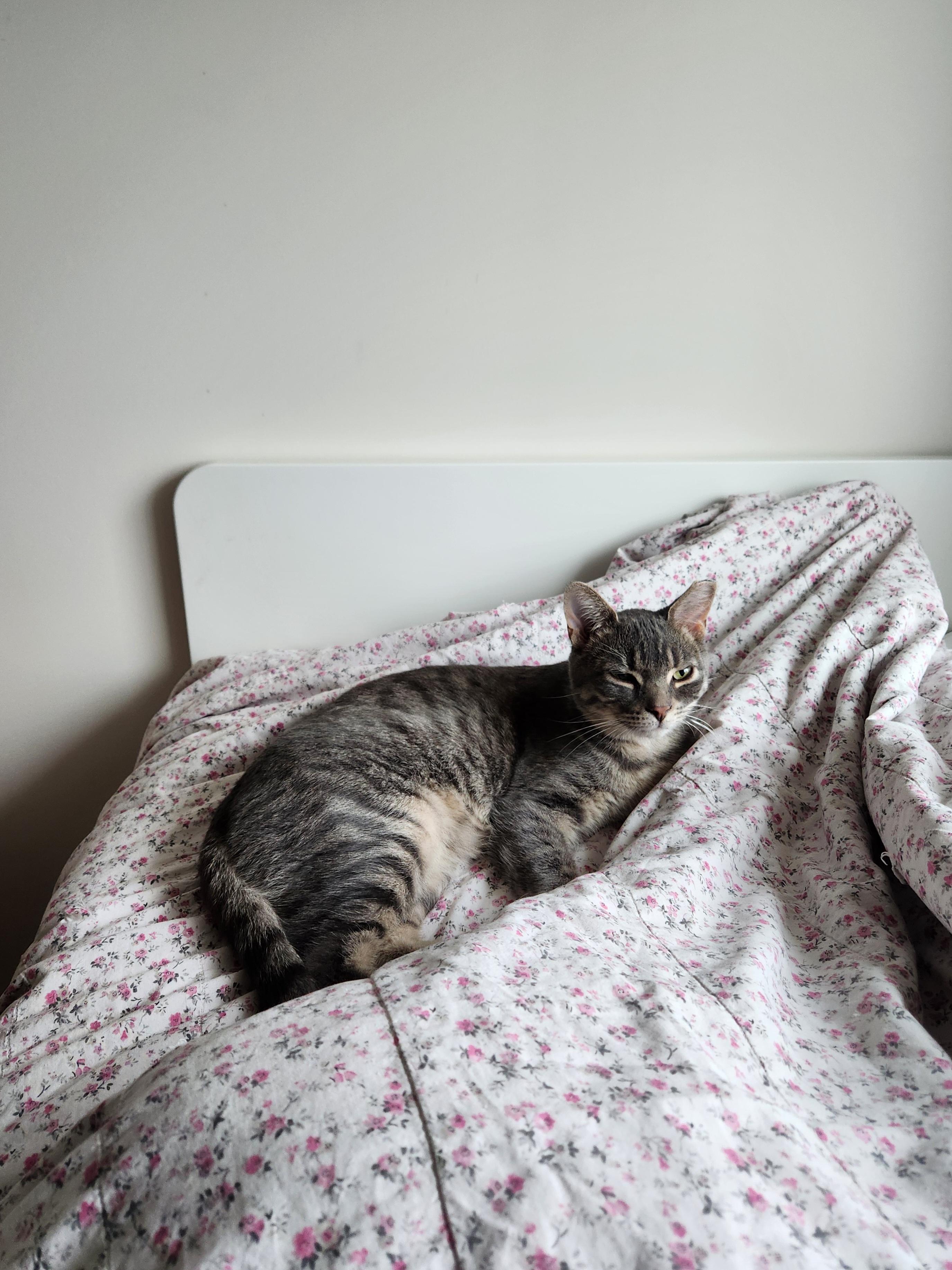 Julius MUST BE ADOPTED AS A BUDDY CAT, an adopted Domestic Short Hair in Toronto, ON image 5/5