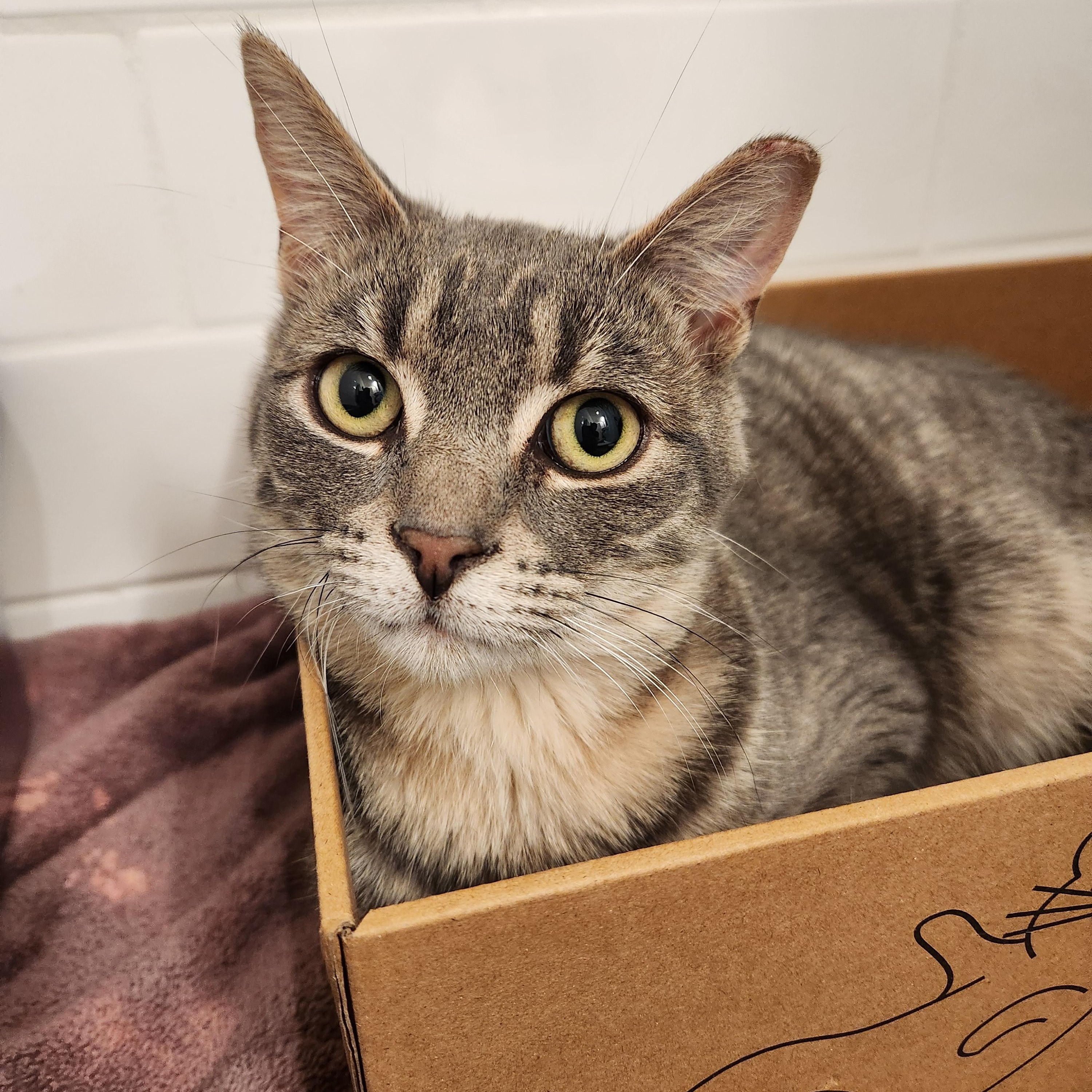 Julius MUST BE ADOPTED AS A BUDDY CAT, adopted, Young Male Domestic Short Hair.