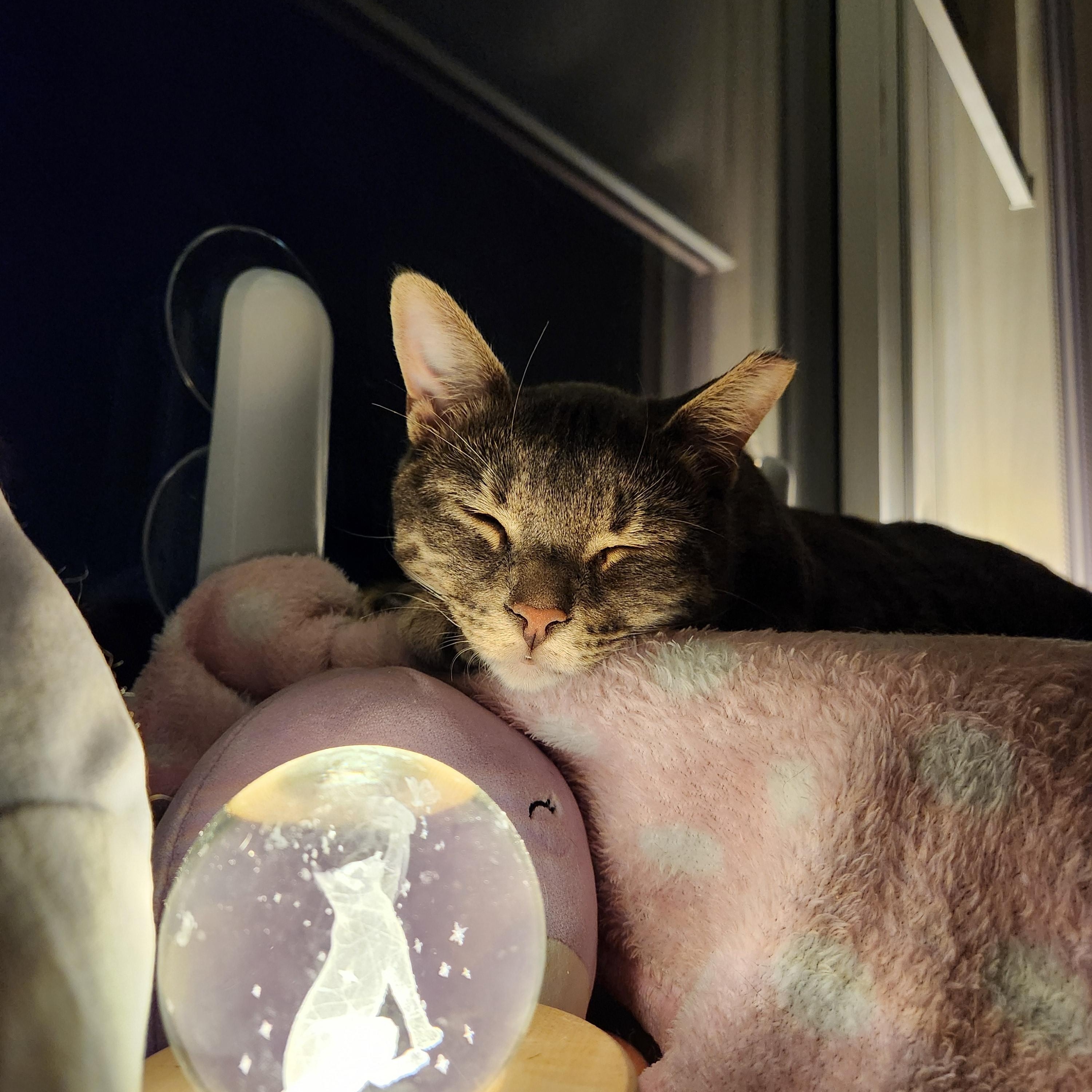 Julius MUST BE ADOPTED AS A BUDDY CAT, an adopted Domestic Short Hair in Toronto, ON image 4/5