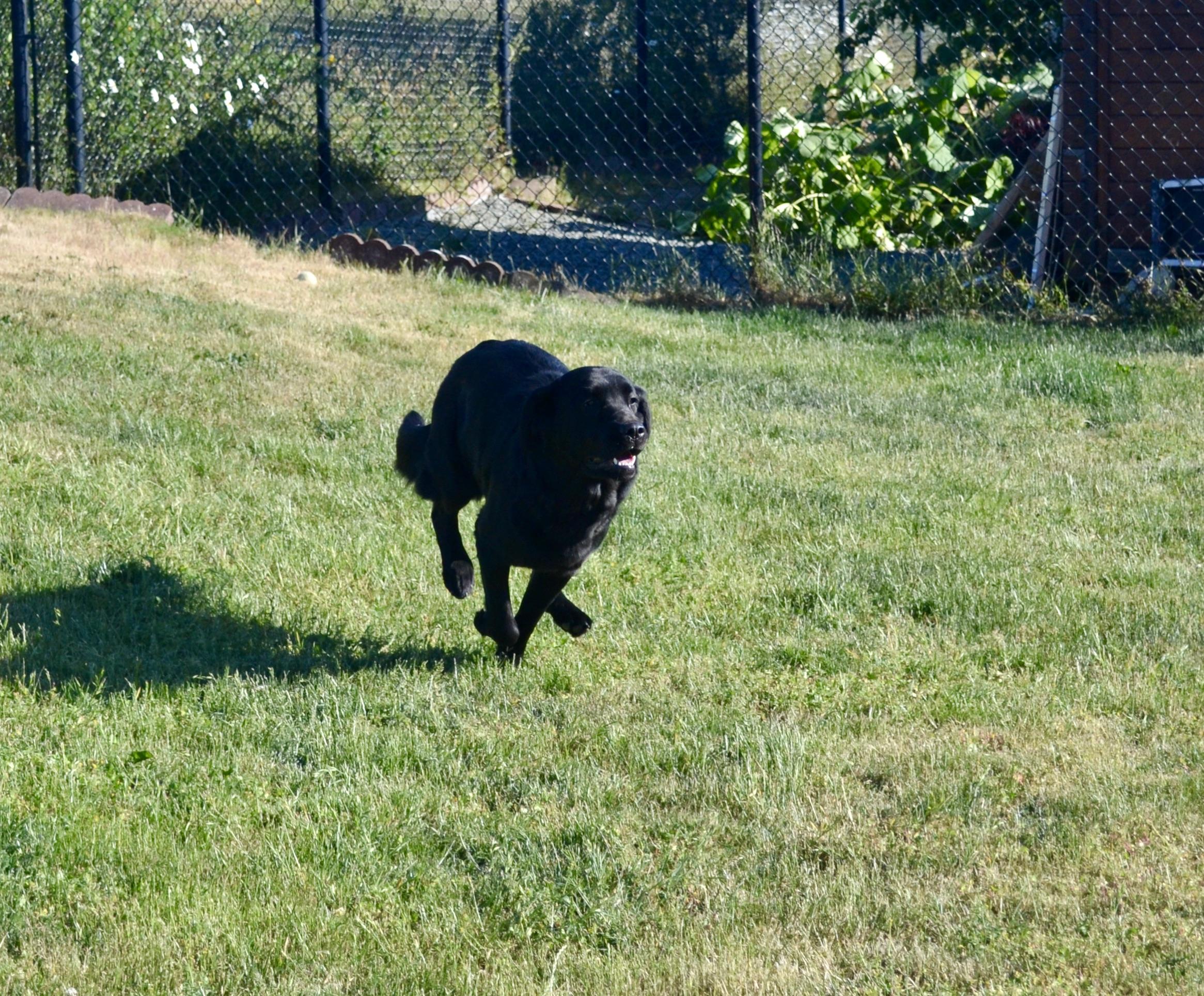 Enlarge Stella, a Adoptable mixed breed in Anacortes, WA image 3/6