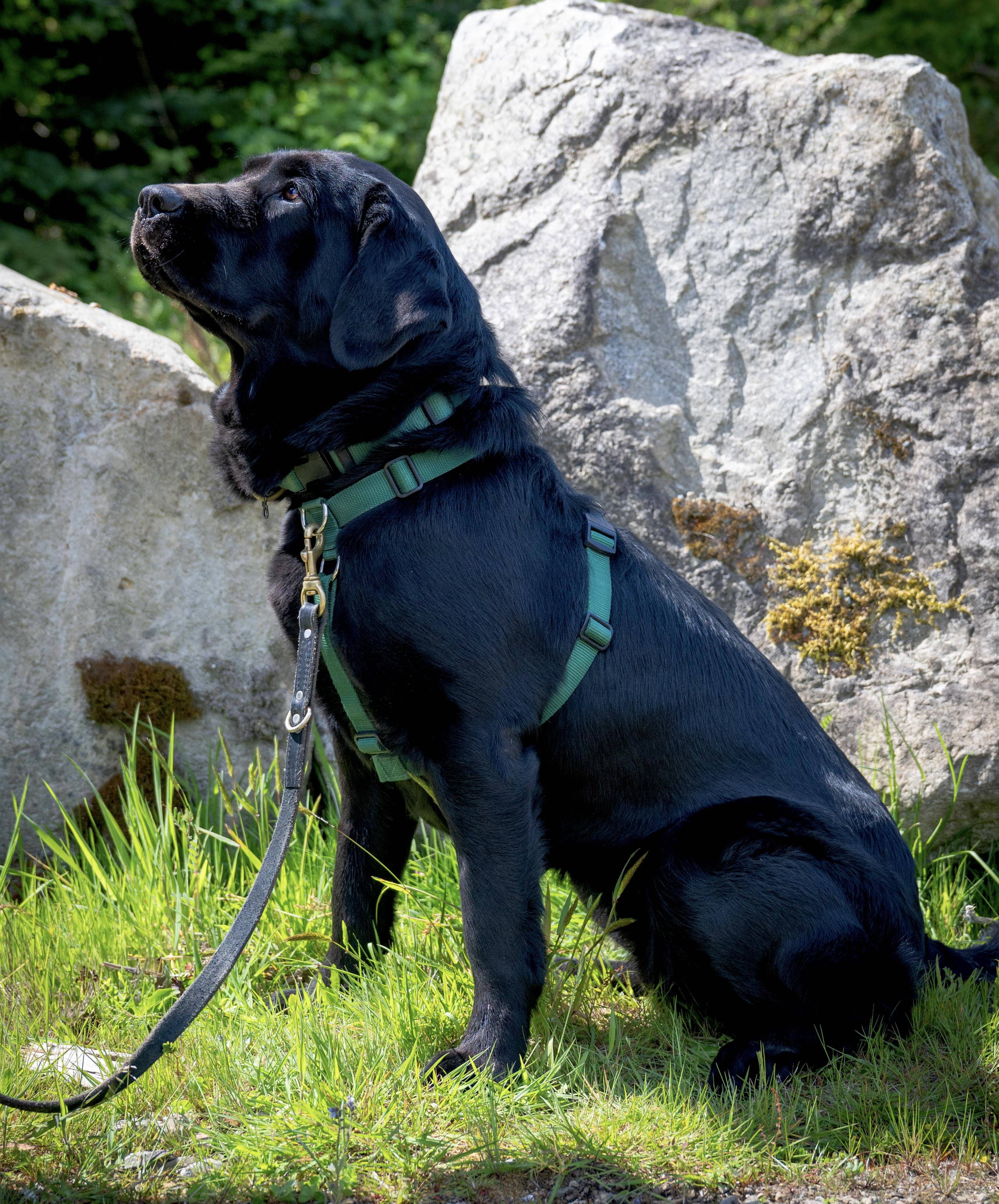 Enlarge Stella, a Adoptable mixed breed in Anacortes, WA image 5/6