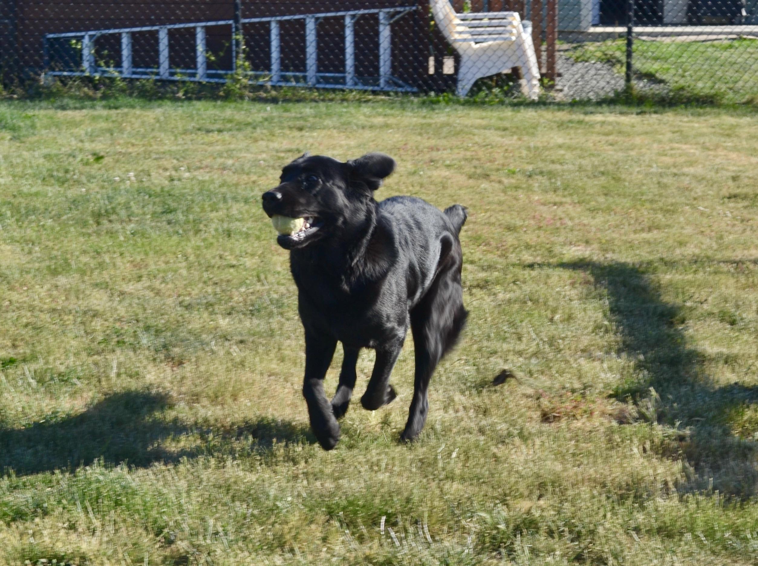 Enlarge Stella, a Adoptable mixed breed in Anacortes, WA image 6/6