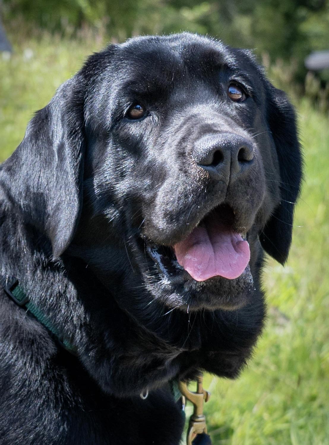 Enlarge Stella, a Adoptable mixed breed in Anacortes, WA image 1/6