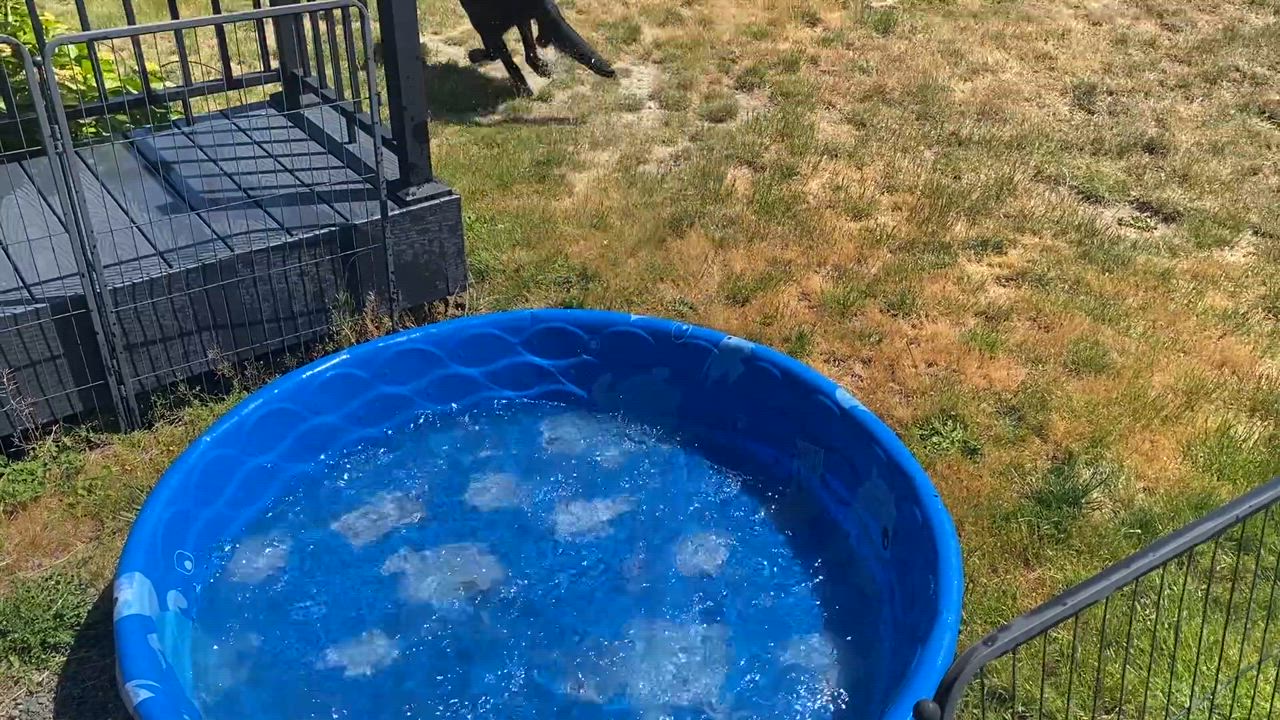 Enlarge Stella, a Adoptable mixed breed in Anacortes, WA video 2/6