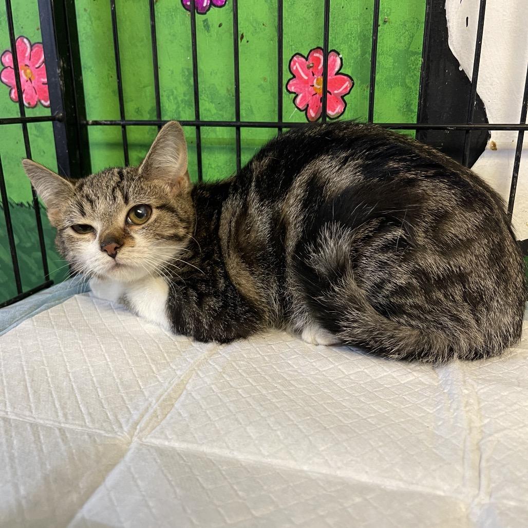 Sugar, Adoptable, Kitten Female Domestic Short Hair.