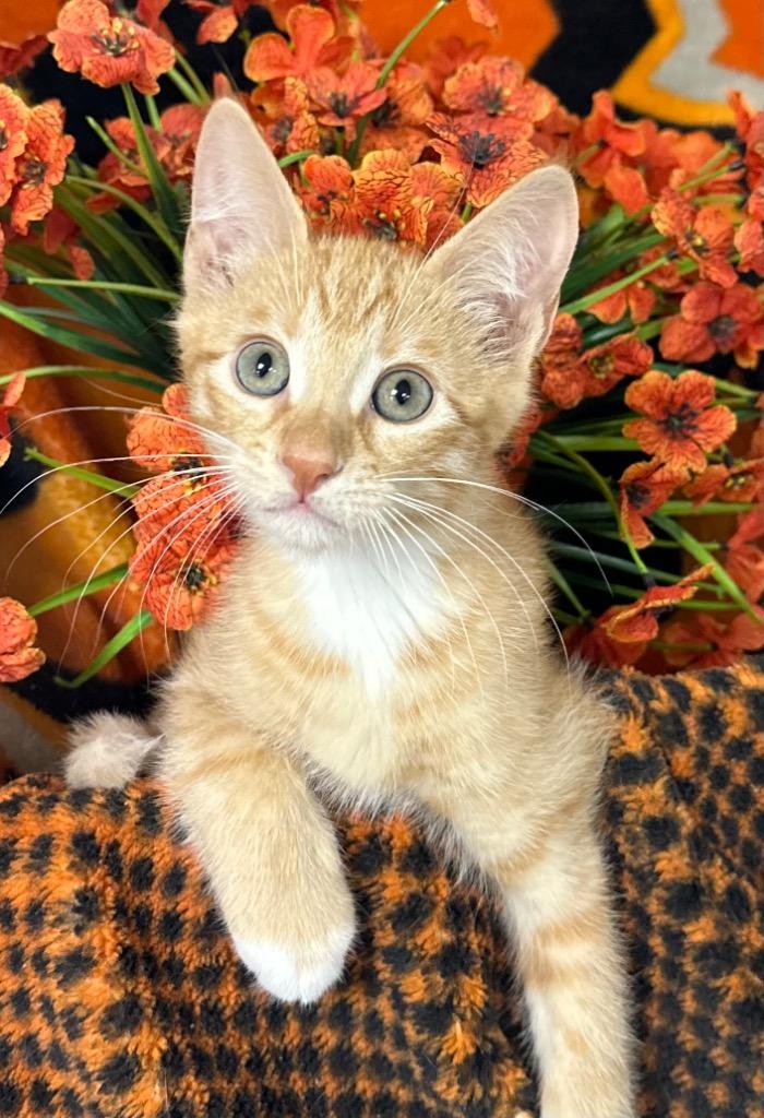 6/26/26 Sunset, Adoptable, Kitten Male Domestic Short Hair.