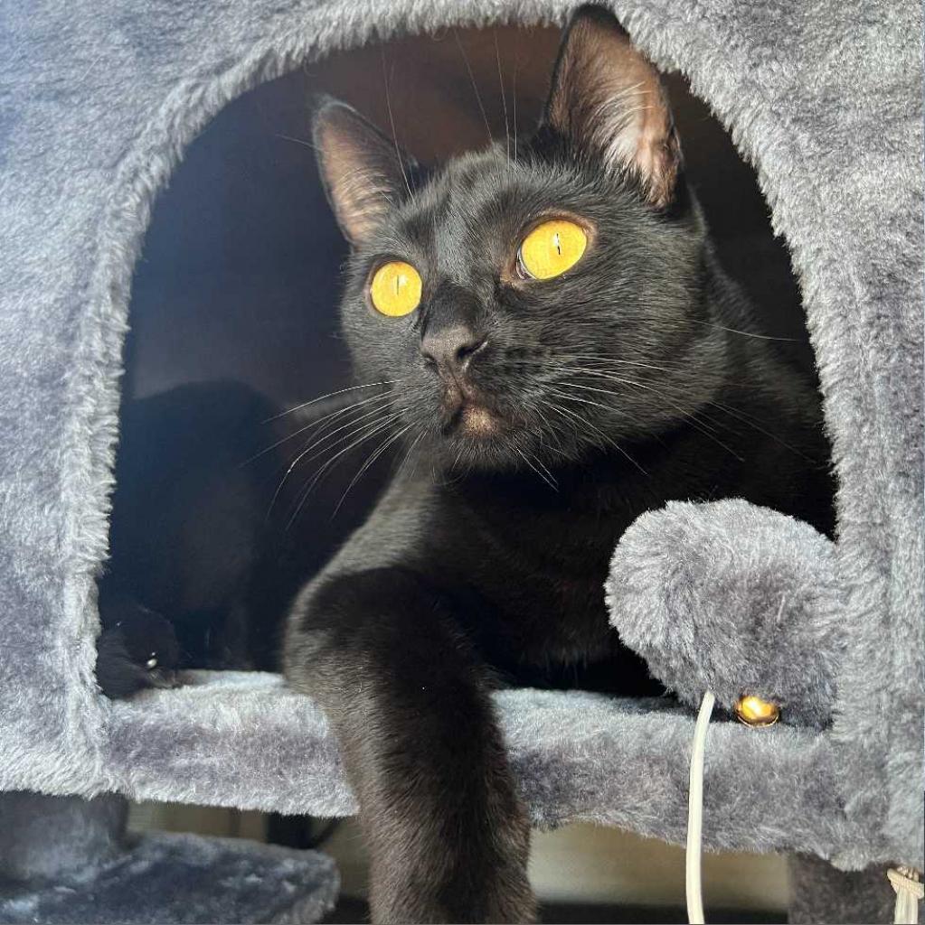 Gloria, Adoptable, Adult Female Domestic Short Hair.