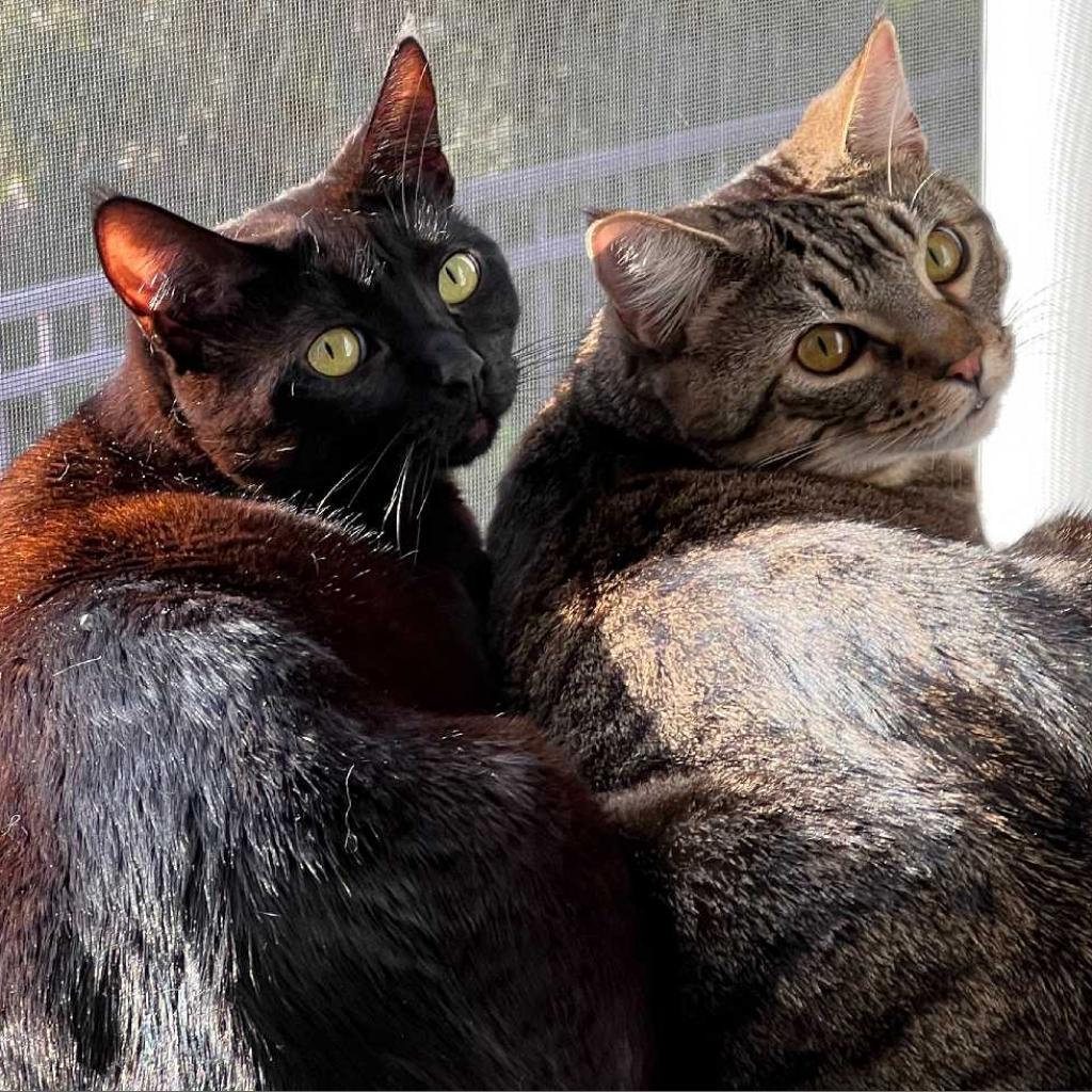 Gloria, Adoptable, Adult Female Domestic Short Hair.