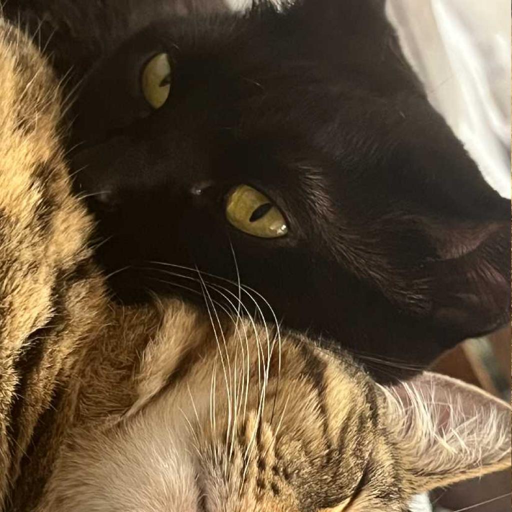 Gloria — thumbnail 2