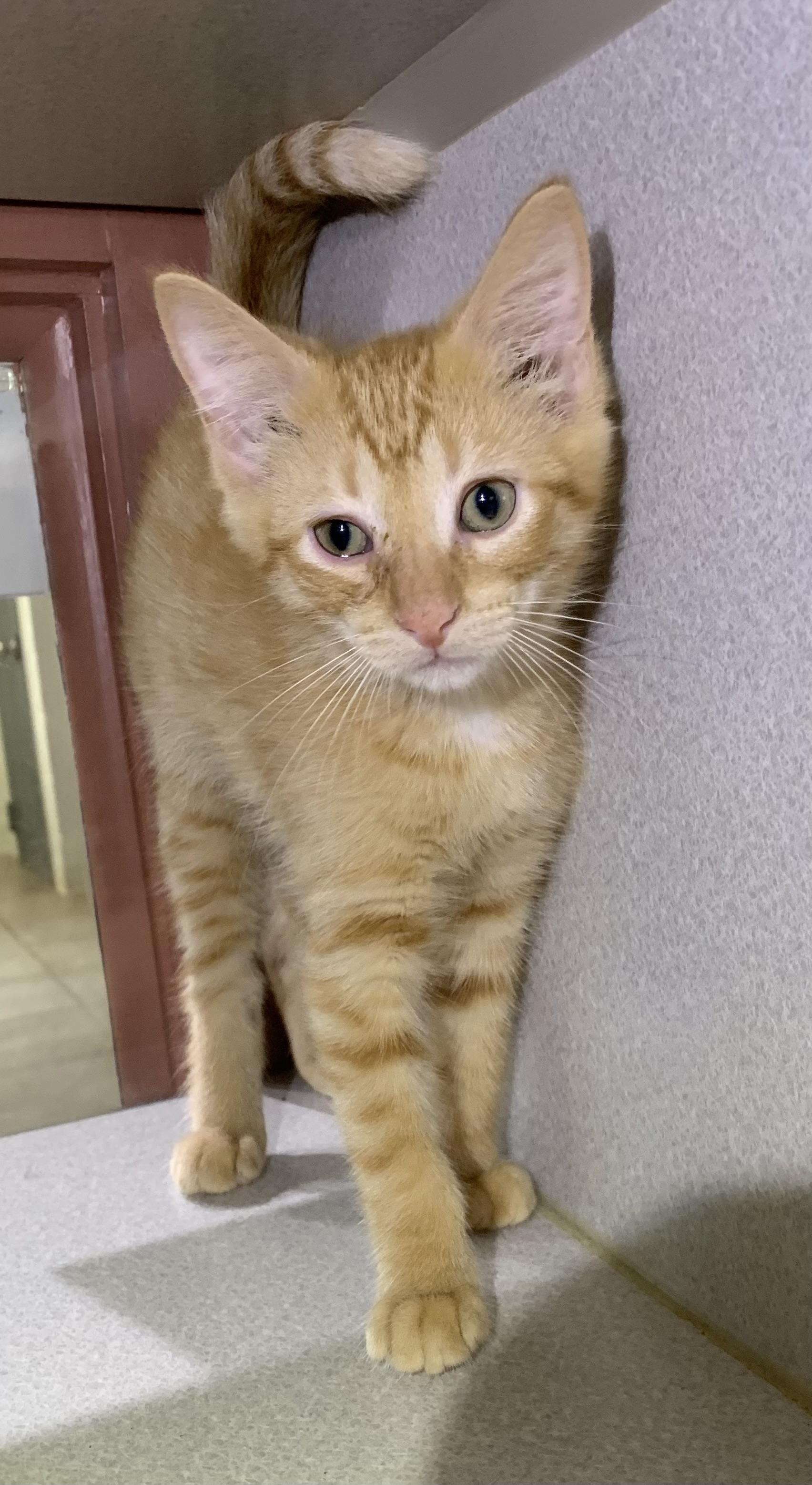 Andy, ADOPTABLE, Kitten Male Domestic Short Hair.
