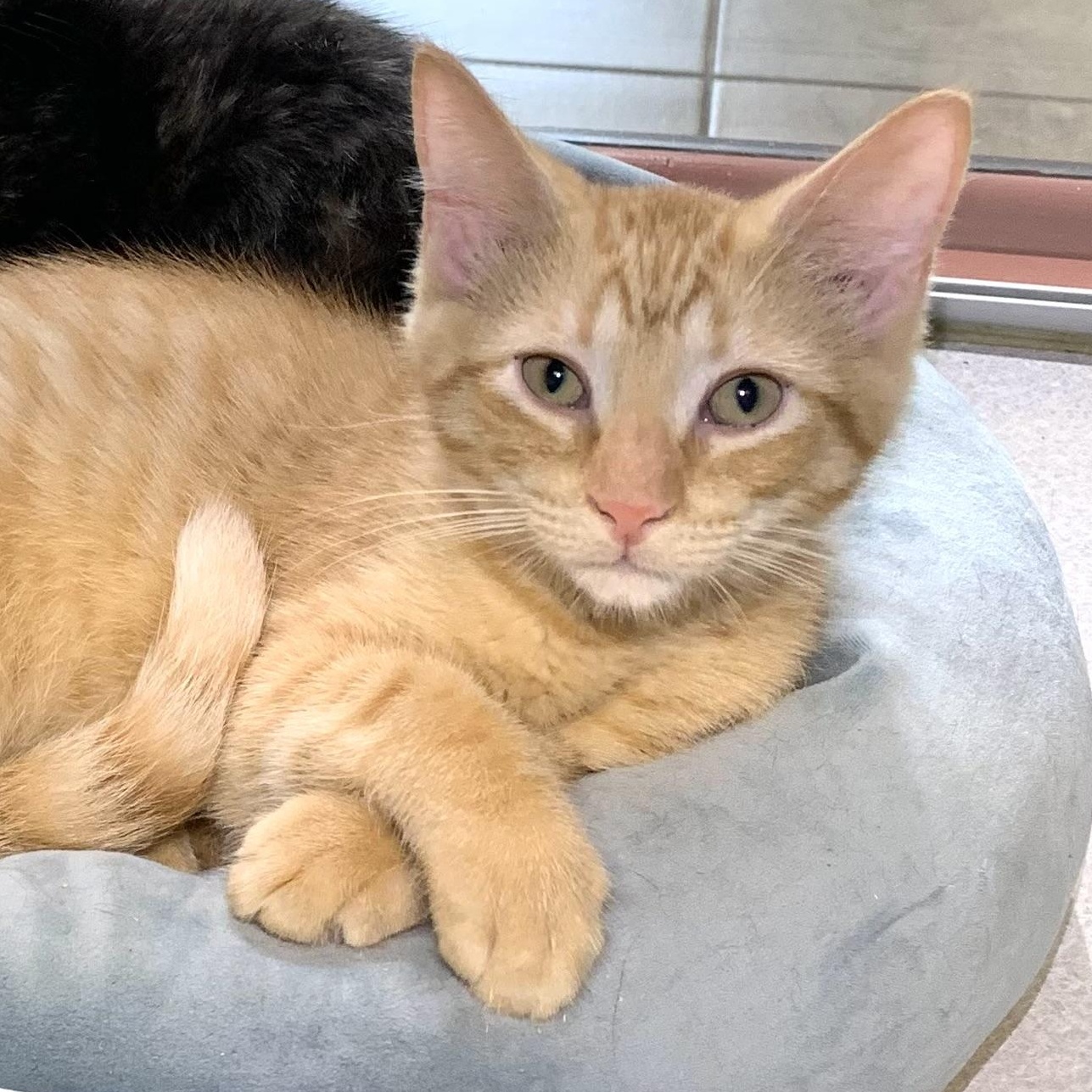 Andy, ADOPTABLE, Kitten Male Domestic Short Hair.