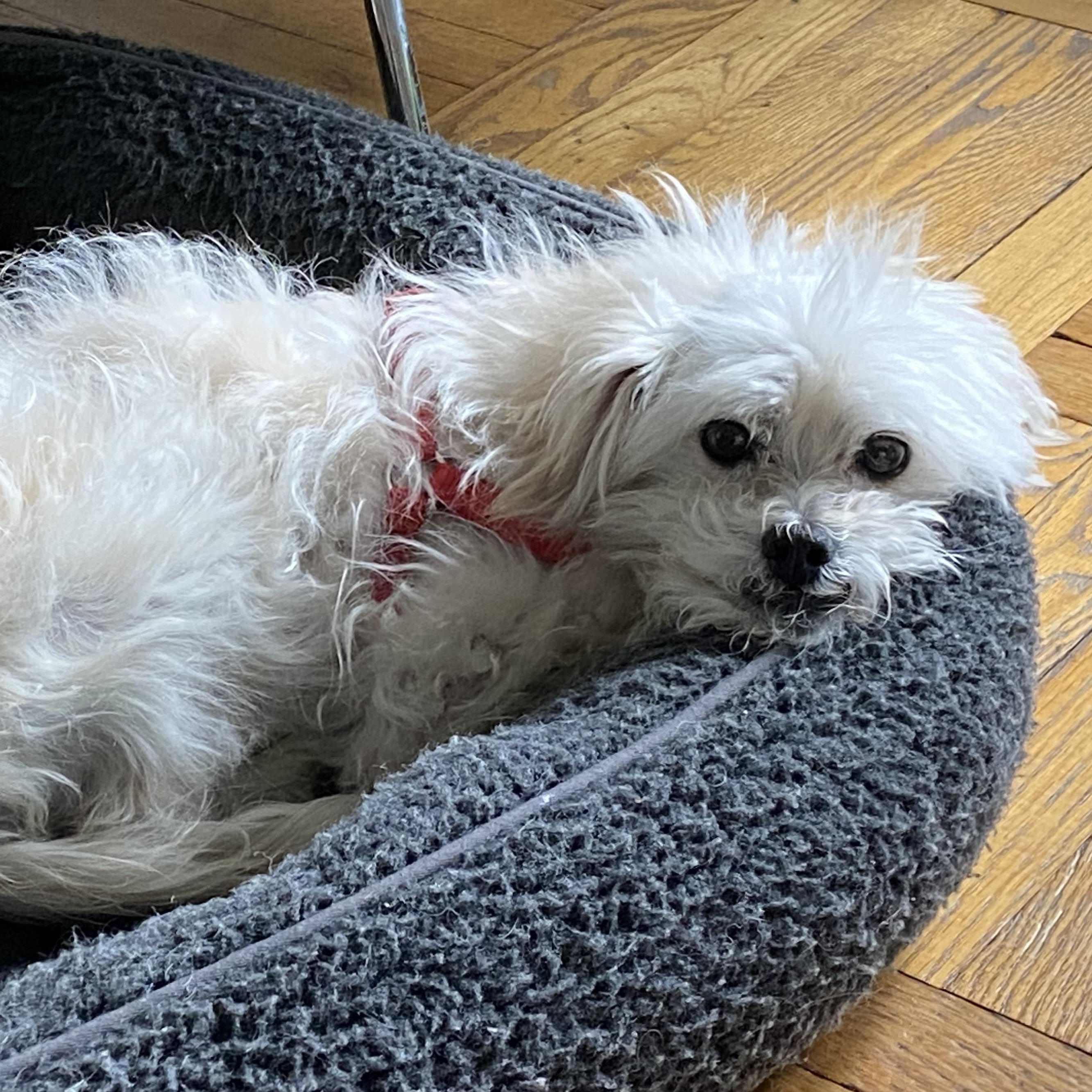 Enlarge Peppa, a Adopted mixed breed in New York, NY image 4/5