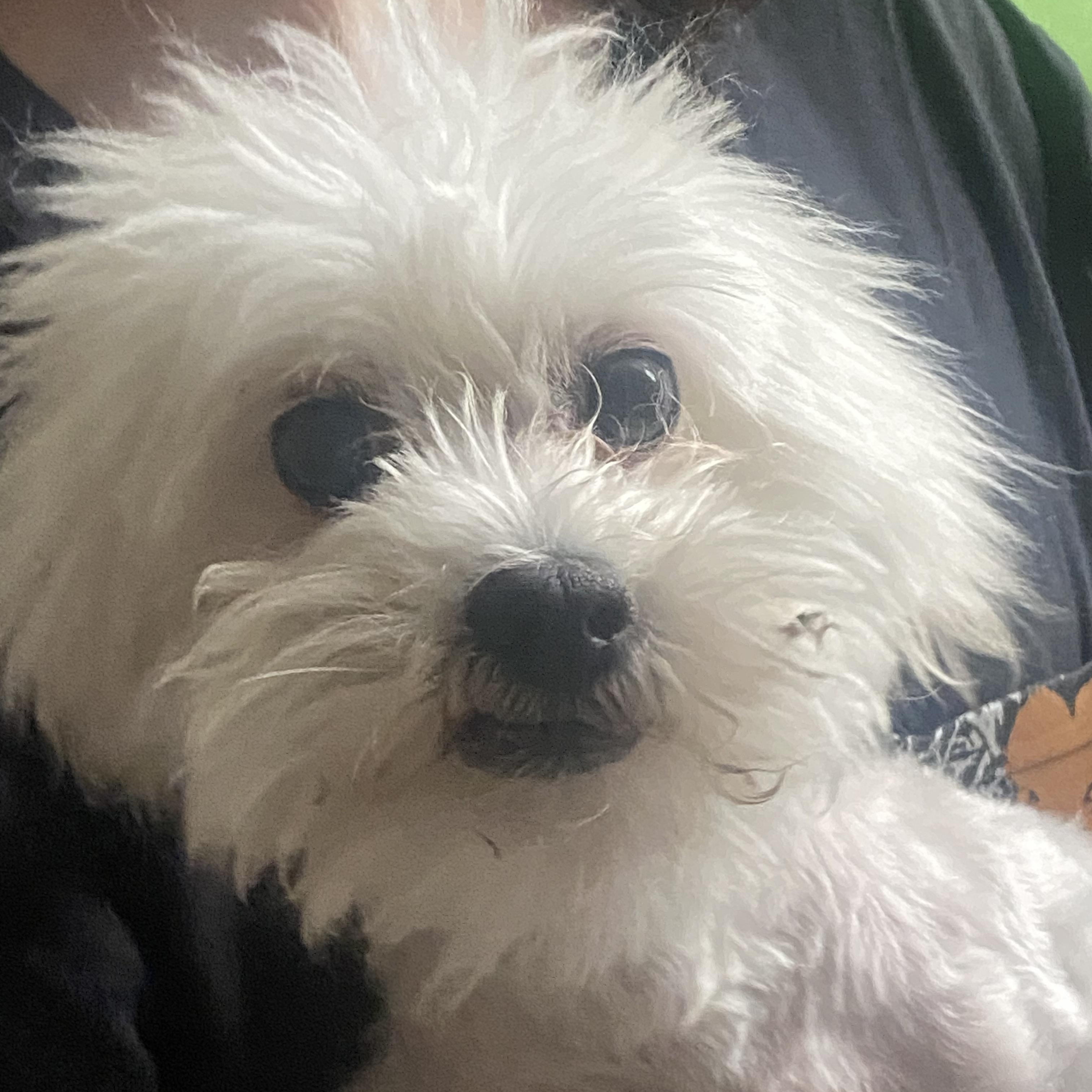 Enlarge Peppa, a Adopted mixed breed in New York, NY image 3/5