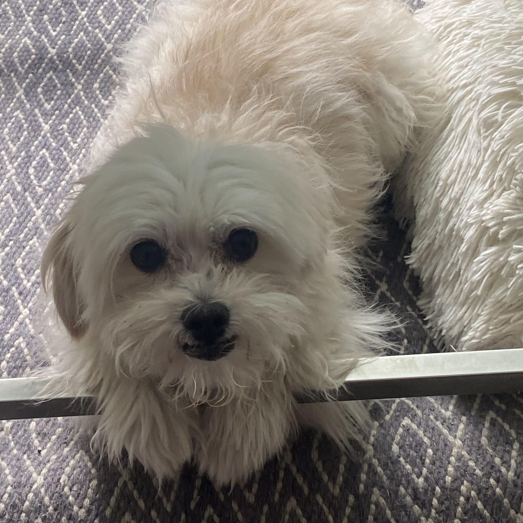 Peppa, Adopted, Adult Male Maltese & Yorkshire Terrier.