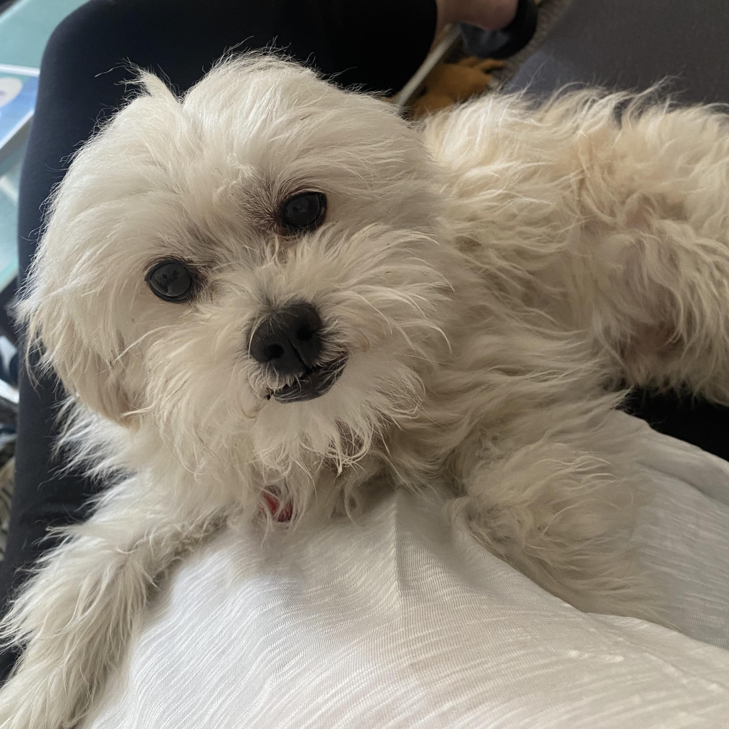 Peppa, an adoptable Maltese, Yorkshire Terrier in New York, NY, 10128 | Photo Image 3