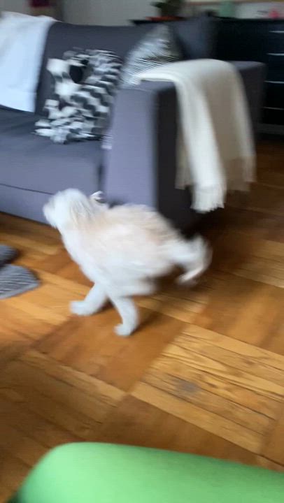 Enlarge Peppa, a Adopted mixed breed in New York, NY video 5/5