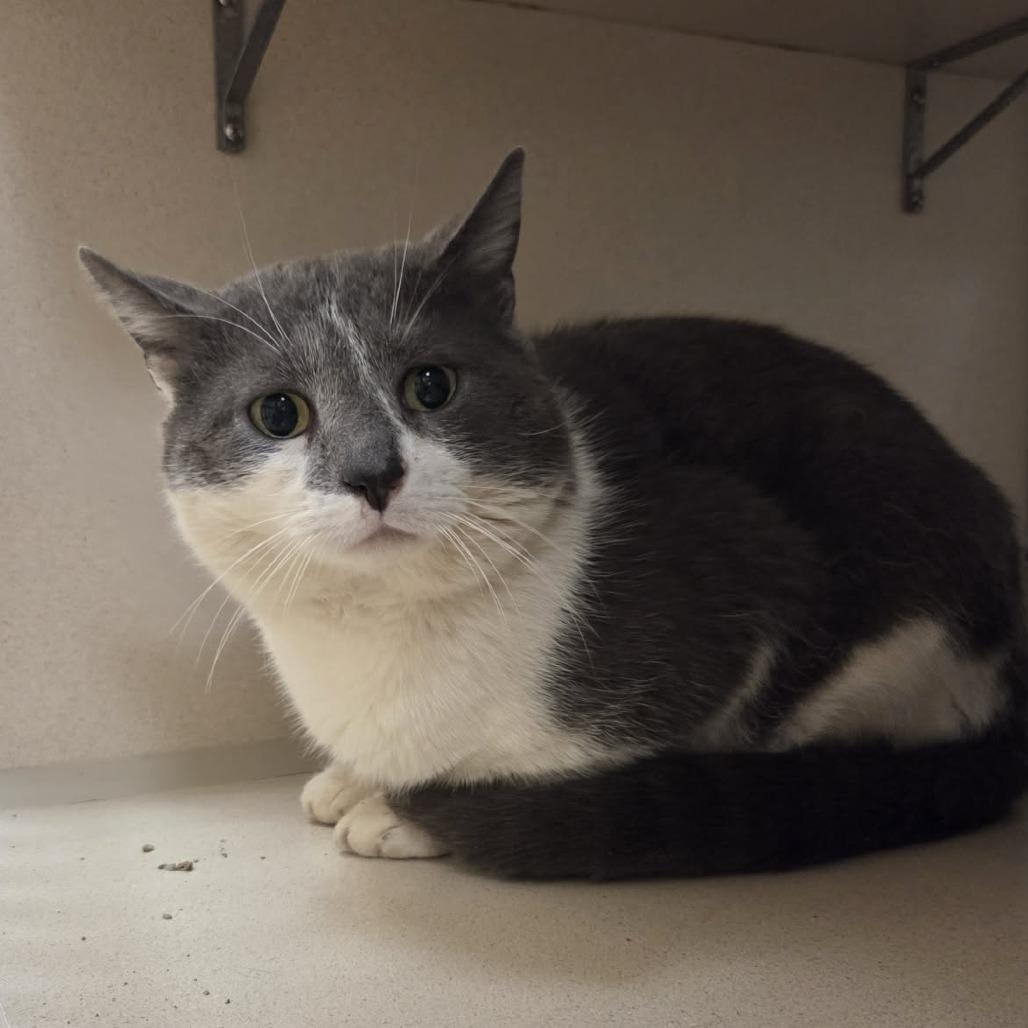 Spot, Adoptable, Adult Male Domestic Short Hair.
