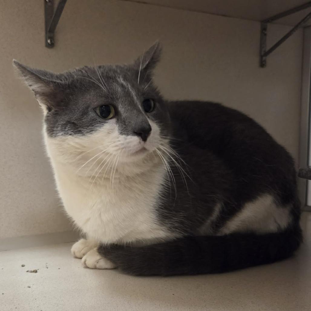 Enlarge Spot, a Adoptable Domestic Short Hair in Ballston Spa, NY image 2/3
