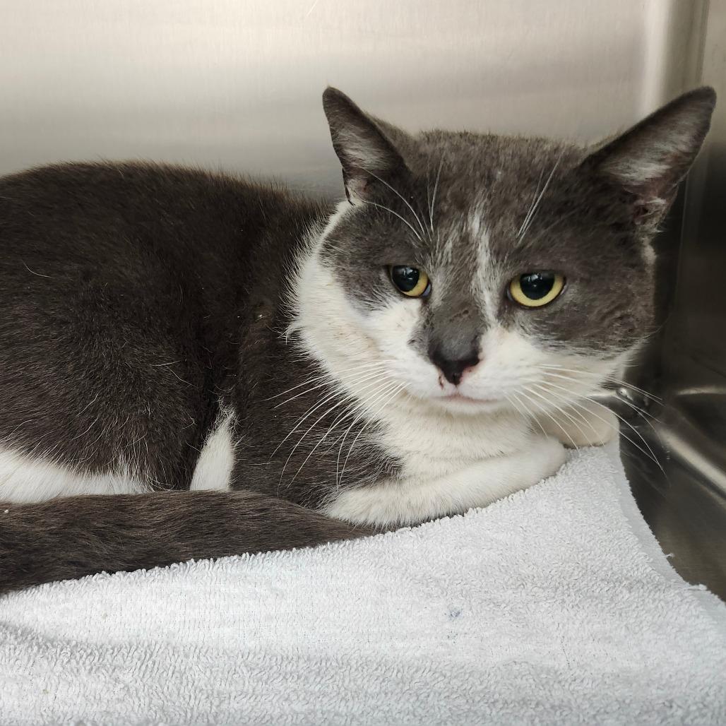 Enlarge Spot, a Adoptable Domestic Short Hair in Ballston Spa, NY image 3/3