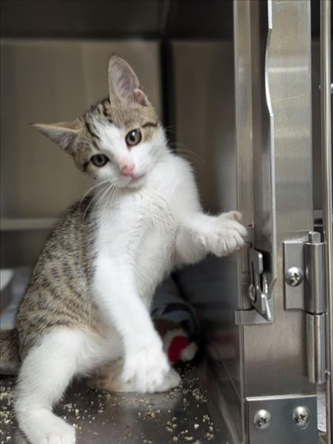 Enlarge SEVEN, a Adoptable Domestic Short Hair in Wilmington, NC image 1/1