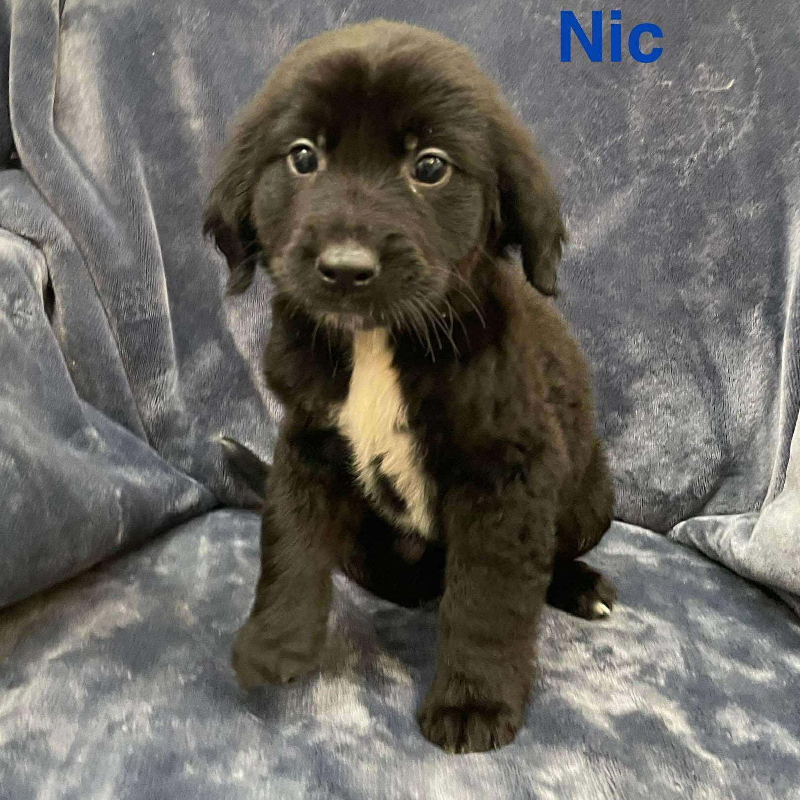 NIC, an adoptable Pekingese, Retriever in Madisonville, LA, 70447 | Photo Image 2
