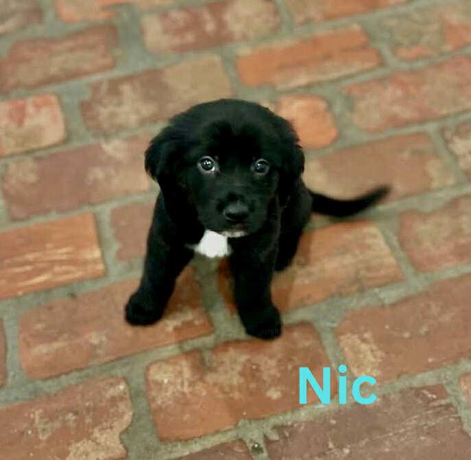 NIC, an adoptable Pekingese, Retriever in Madisonville, LA, 70447 | Photo Image 5