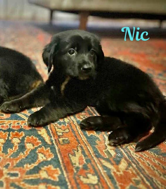 NIC, an adoptable Pekingese, Retriever in Madisonville, LA, 70447 | Photo Image 4