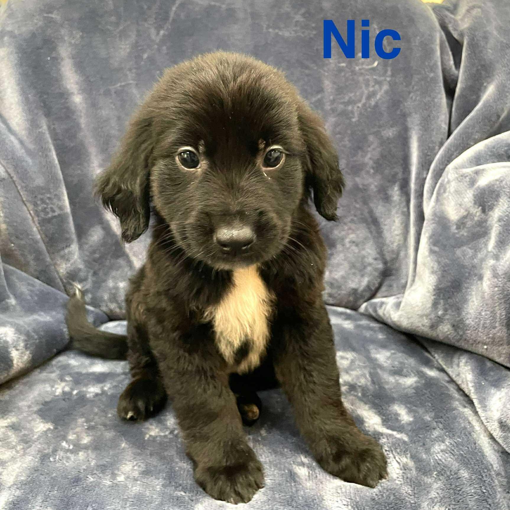 NIC, an adoptable Pekingese, Retriever in Madisonville, LA, 70447 | Photo Image 1