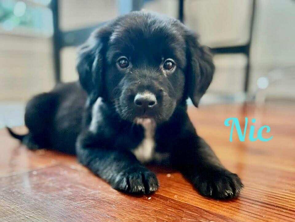 NIC, an adoptable Pekingese, Retriever in Madisonville, LA, 70447 | Photo Image 3