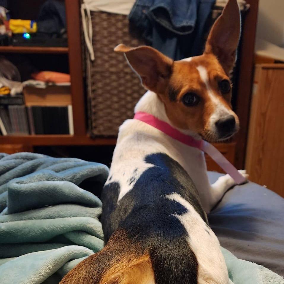 Trixie
