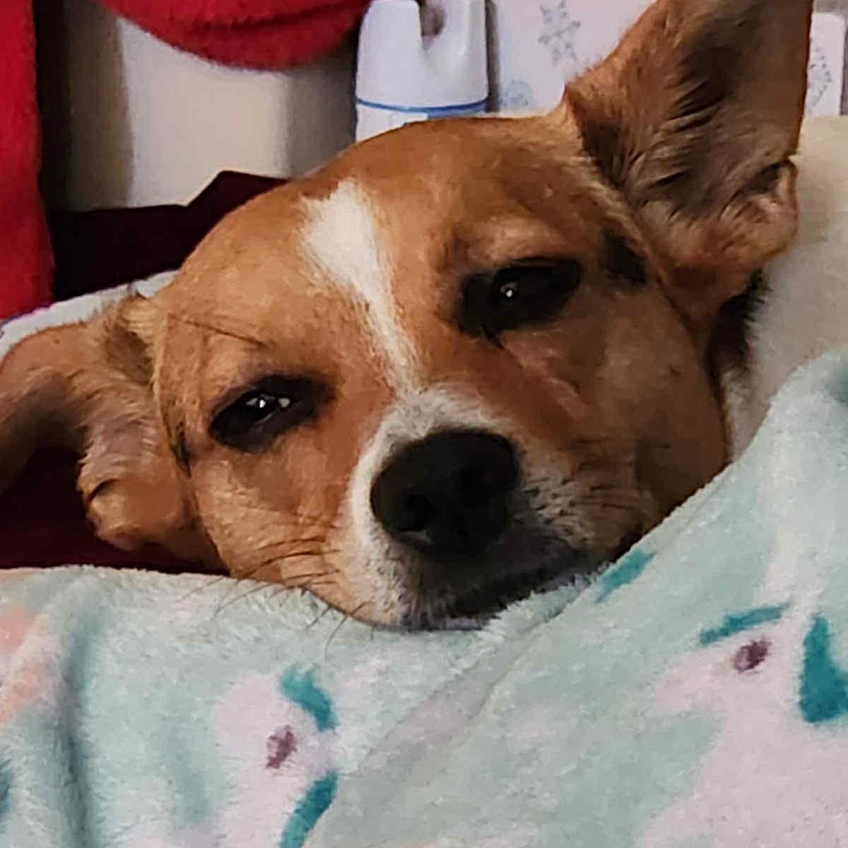 Trixie