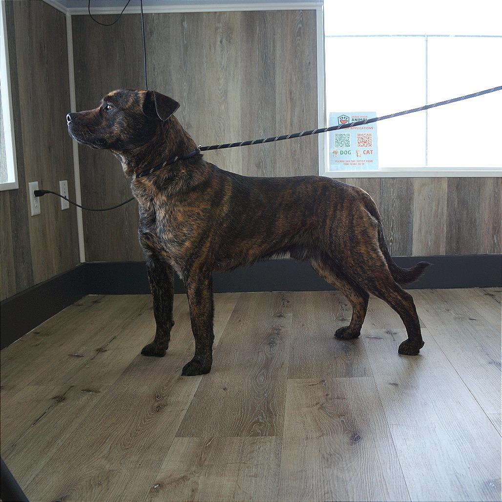 Oakley, Adoptable, Adult Male Mixed Breed.