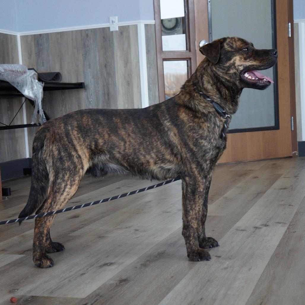 Enlarge Oakley, a Adoptable Mixed Breed in Idaho Falls, ID image 2/6