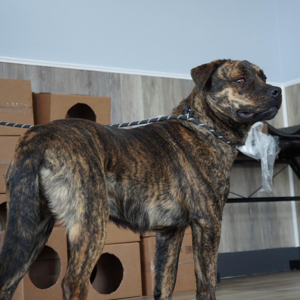 Enlarge Oakley, a Adoptable Mixed Breed in Idaho Falls, ID image 3/6