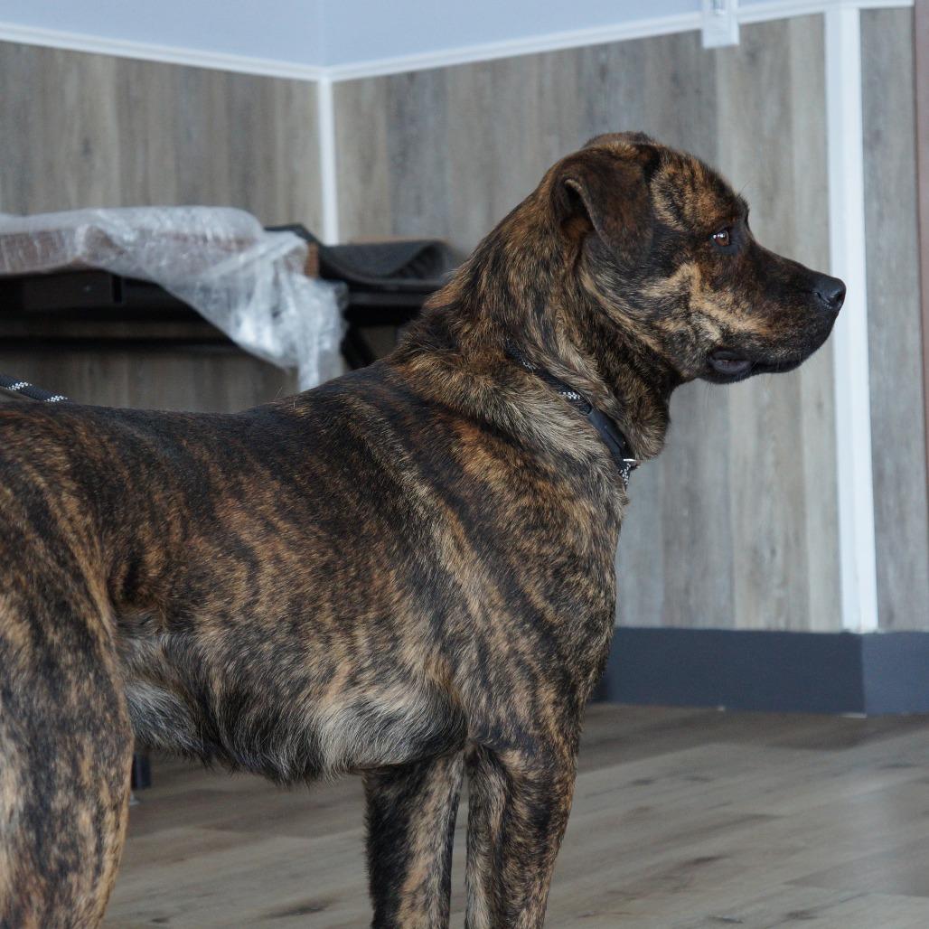 Enlarge Oakley, a Adoptable Mixed Breed in Idaho Falls, ID image 4/6