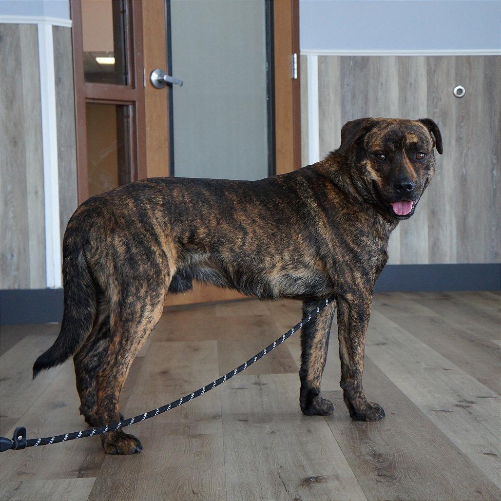 Enlarge Oakley, a Adoptable Mixed Breed in Idaho Falls, ID image 5/6