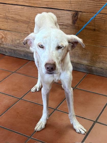 Mars, Adoptable, Adult Male Shepherd.