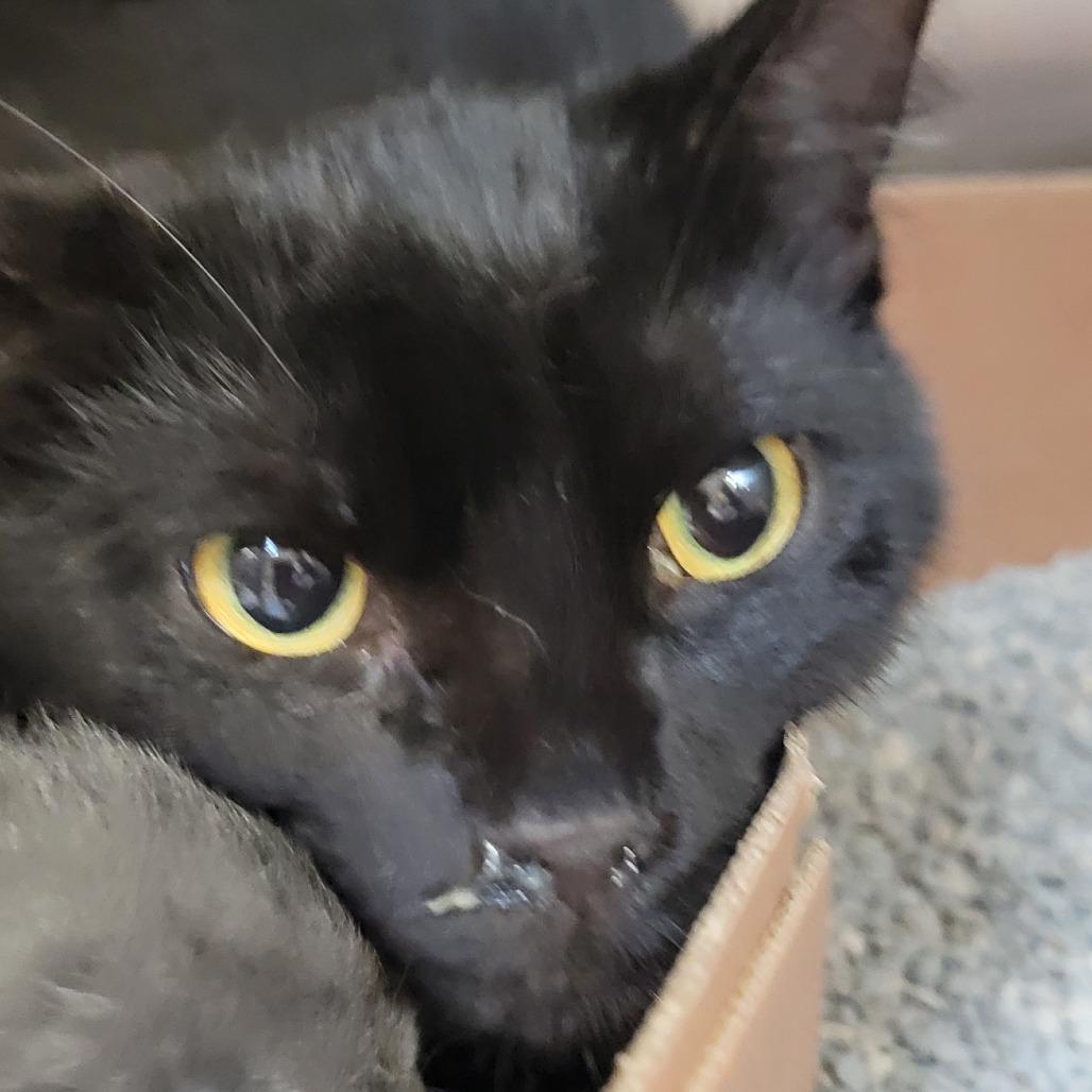 Enlarge Maple, a Adoptable Domestic Short Hair in Milan, IL image 1/2