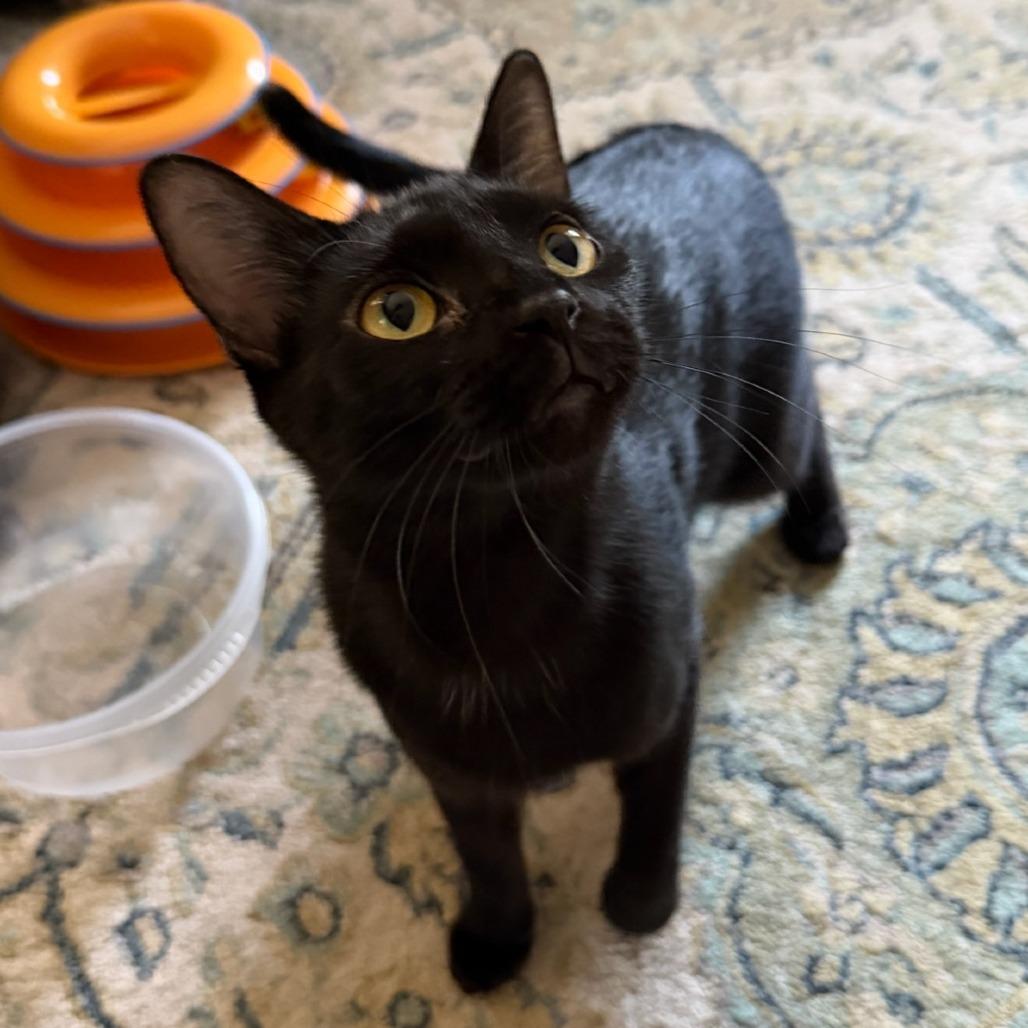 Enlarge Maple, a Adoptable Domestic Short Hair in Milan, IL image 2/2