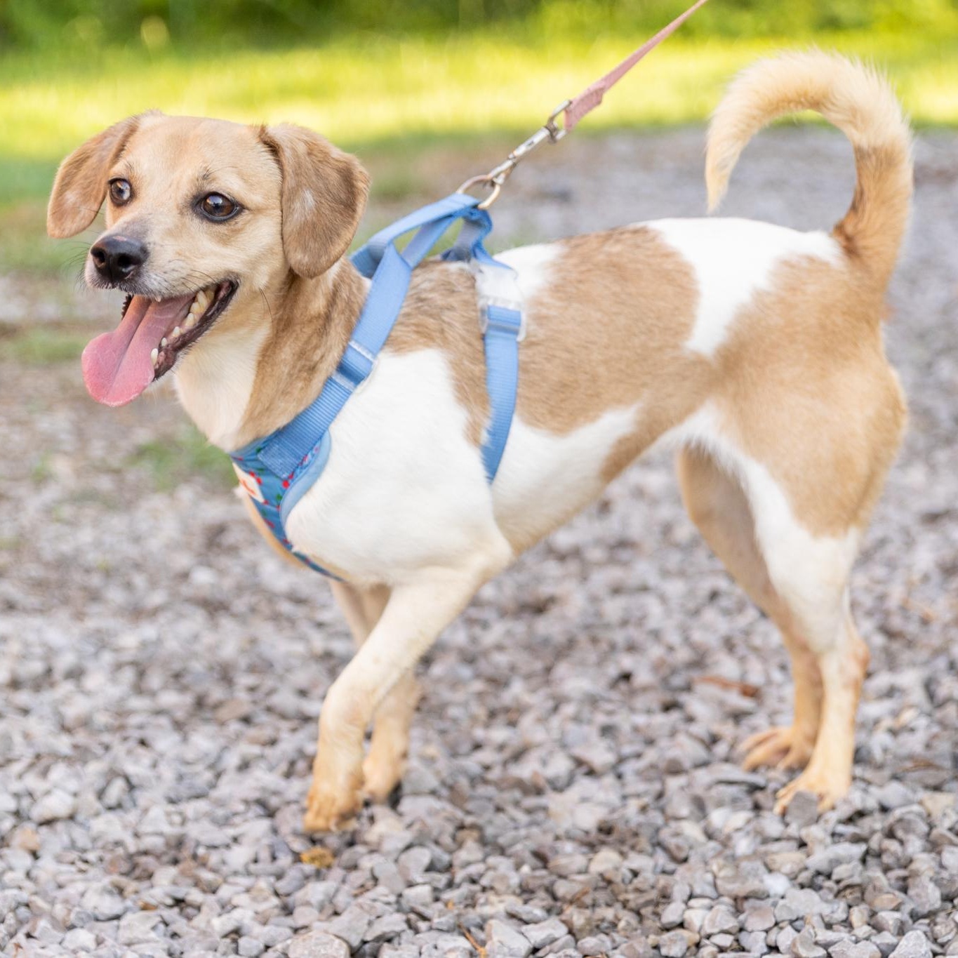 Enlarge Birdie, an adopted mixed breed in Lebanon, TN image 5/5