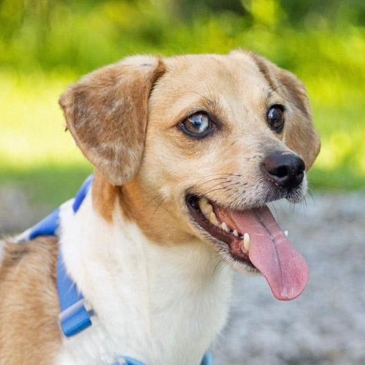 Enlarge Birdie, an adopted mixed breed in Lebanon, TN image 1/5