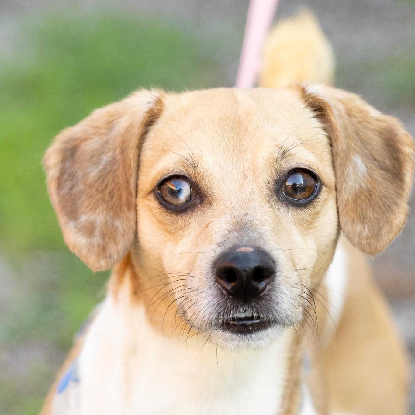 Enlarge Birdie, an adopted mixed breed in Lebanon, TN image 4/5
