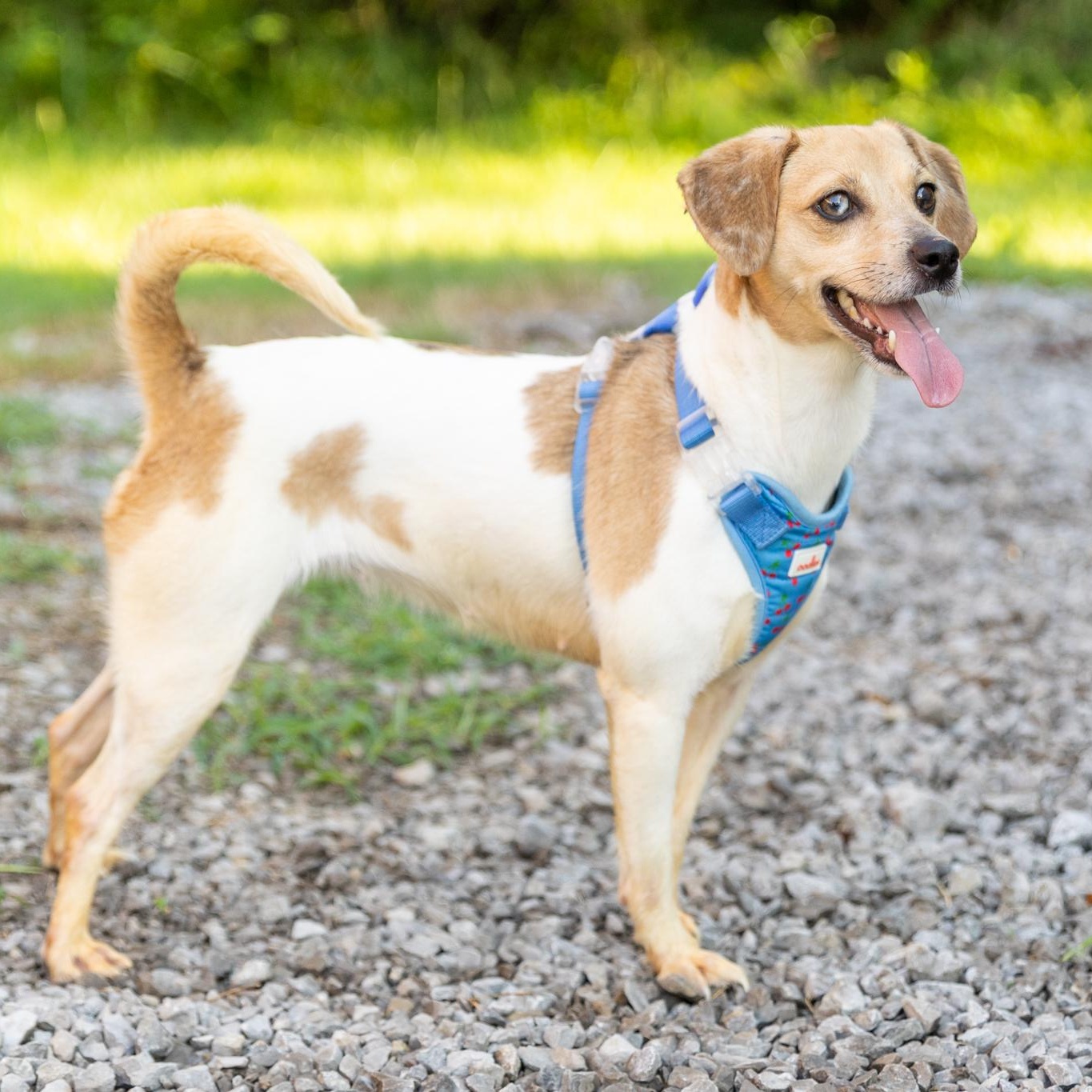 Enlarge Birdie, an adopted mixed breed in Lebanon, TN image 2/5