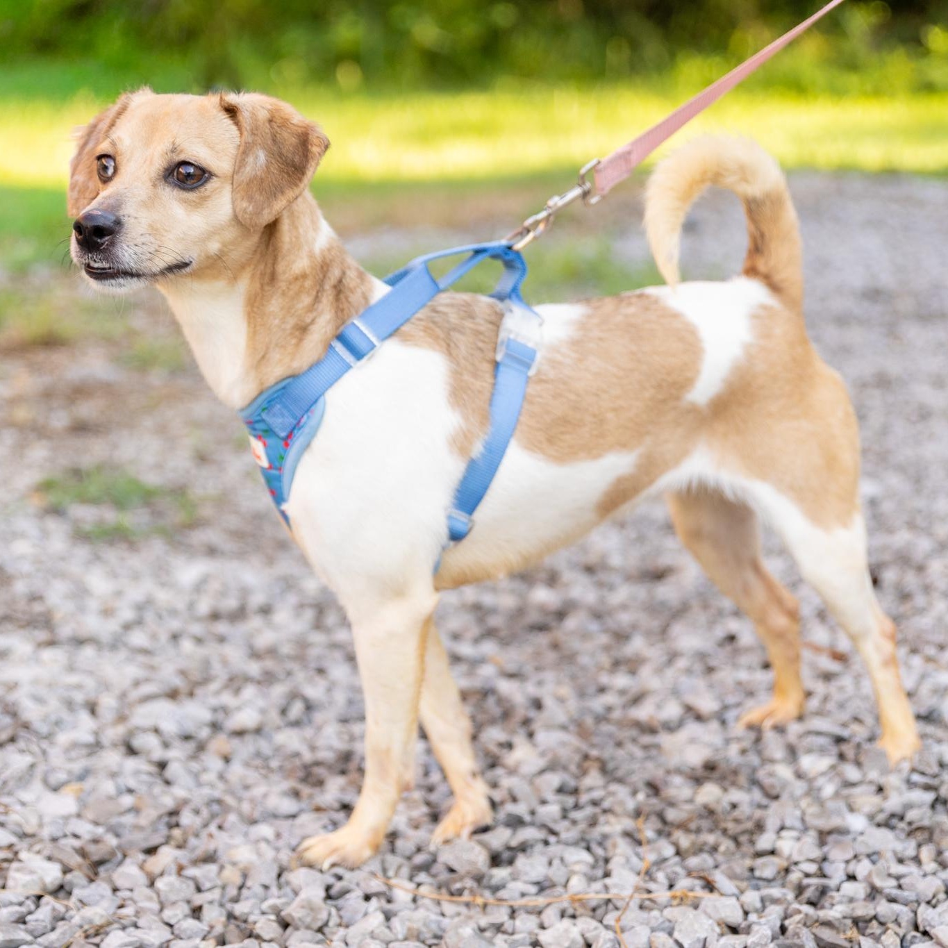 Enlarge Birdie, an adopted mixed breed in Lebanon, TN image 3/5