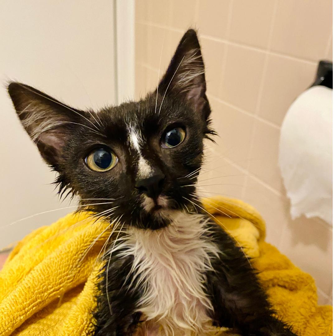 Cat for adoption Phisher, a Domestic Short Hair in Brooklyn, NY Petfinder