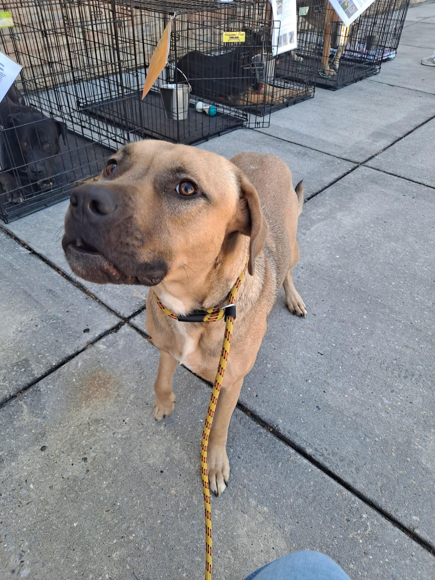 Millie, a Adoptable mixed breed in Olive Branch, MS image 3/6