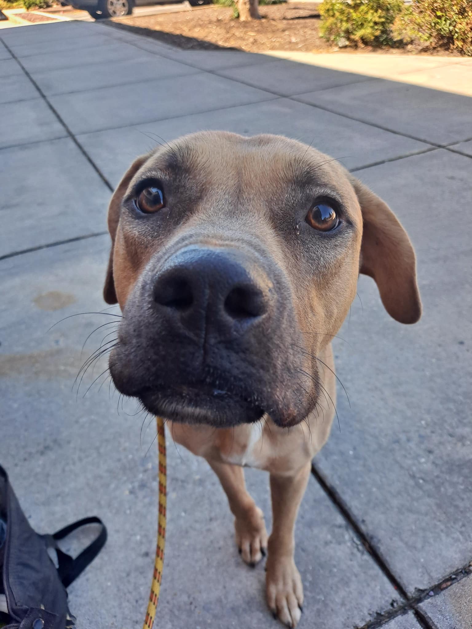 Millie, Adoptable, Adult Female American Bulldog & American Bully.