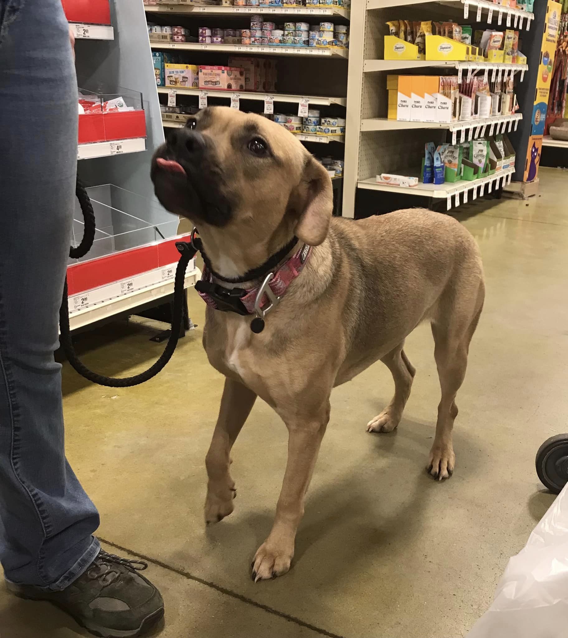 Millie, a Adoptable mixed breed in Olive Branch, MS image 6/6