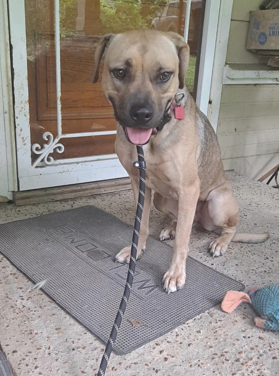 Millie, a Adoptable mixed breed in Olive Branch, MS image 2/6