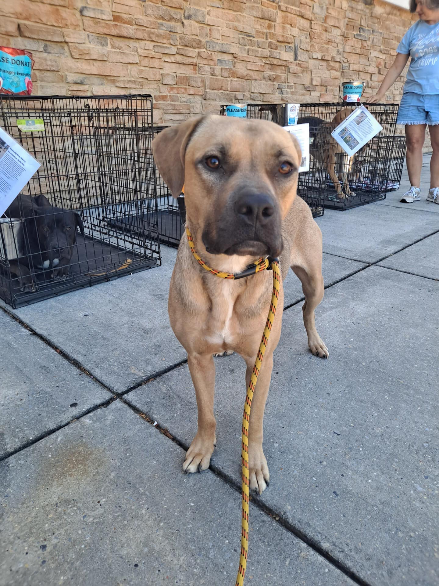 Millie, a Adoptable mixed breed in Olive Branch, MS image 5/6